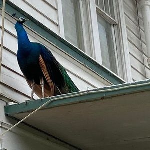 Meet your Posher, Marie